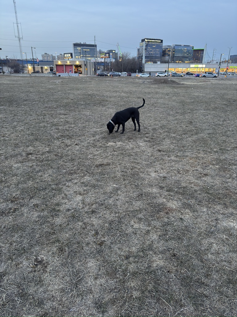 The same lot at 3000 Grays Ferry Avenue after vegetation was cleared, with the Philadelphia skyline in the background